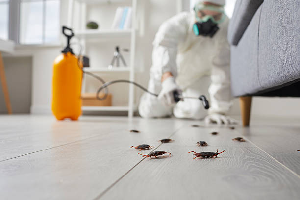 Commercial Kitchen Cockroach Control in Commerce
